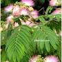 豆科植物 from flora.naturestore.com.tw