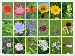 Of those, only a few thousand are native to illinois. Spring Summer Illinois Wildflowers Spring Wildflowers Wild Flowers Garden Railroad