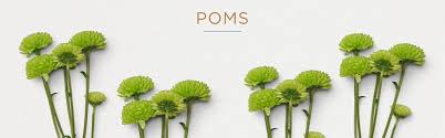 My favourite flower quotes and verses. 20 Types Of Greenery And Filler Flowers Ftd Com Flowers Bouquet Flowers Flower Quotes