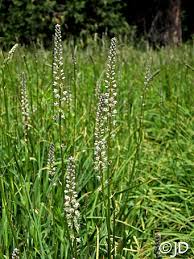 Image result for Lankesteria alba