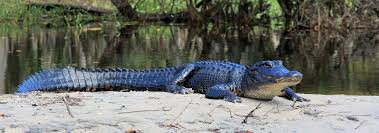 Providing pest control in greater jacksonville, fl for more than 60 years! Lindsey Provides Effective Pest Control In Callahan Fl