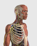 Anatomy upper torso muscle function. Science Source Stock Photos Video Upper Torso Anatomy