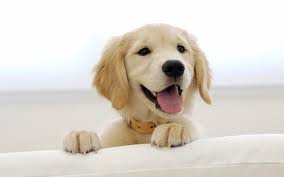 Librivox is a hope, an experiment, and a question: Hd Wallpaper Golden Retriever Puppy Wallpaper Flare