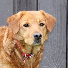 We did not find results for: On Craigslist There Are Dozens Of Ads Big Dog Ranch Rescue Facebook