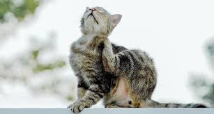 Le malattie autoimmuni sono dovute a disturbi legati al sistema immunitario, pronto ad attaccare lo stesso organismo: Dermatite Nel Gatto Il Mio Gatto E Leggenda