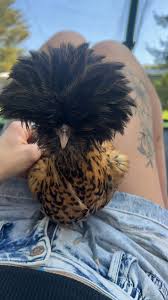 BYC (BackYardChickens)