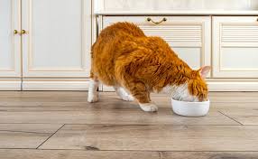 Quels Sont Les Aliments Toxiques Et Dangereux Pour Le Chat