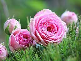 Arti bunga mawar berdasarkan warnanya outerbloom florist. 12 Arti Bunga Mawar Berdasarkan Warna Dan Jumlah Tangkainya Diedit Com