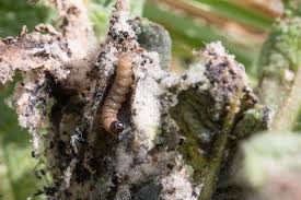 Image result for Nothris verbascella