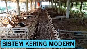 Maybe you would like to learn more about one of these? Beginilah Kandang Bebek Petelur Modern Sistem Kering Yang Baik Youtube