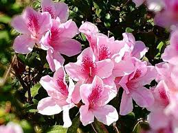 百花笑 春光展 杜鵑花 flowers plants rose