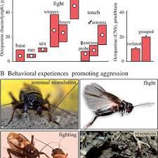 Laura appleton poems, quotations and biography on laura appleton poet page. Pdf Controlling The Decision To Fight Or Flee The Roles Of Biogenic Amines And Nitric Oxide In The Cricket