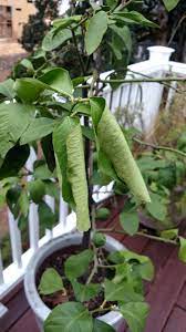 We did not find results for: Lemon Tree Leaves Curling 425929 Ask Extension