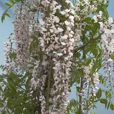 Wisteria Kimono Google Search Japanese Garden Plants Perfect Plants Plants