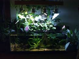 Low Budget And Maintenance Riparium Led Lighting Diy Planted Aquarium Fish Tank