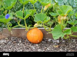 Image result for Cucurbita