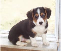 Pembroke welsh corgis are smart, devoted, and obedient dogs. Pembroke Welsh Corgi Puppies For Sale In Illinois Usa Page 1 10 Per Page Puppyfinder Com