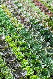 Maybe you would like to learn more about one of these? Los Angeles Wholesale Flowers California Flower Mall