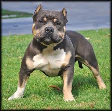 Pin On Pit Bulls 3