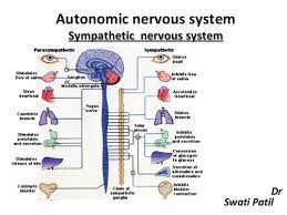 Ans Autonomic Nervous System And Higher Order Function Flashcards Quizlet