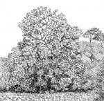 Image result for Zanha africana