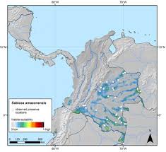 Image result for Sabicea venosa