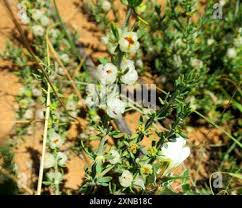 Image result for Pollichia