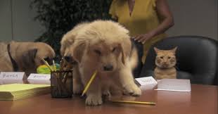 Special cats and dogs + join group. Pet Supplies Store Runs A Focus Group Ad With Cats Dogs And A Parrotchris Rawlinson Adspiration Chris Rawlinson Adspiration