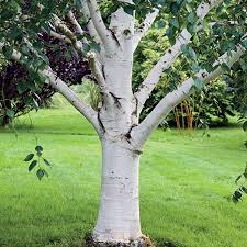 Birch Tree Bark And Stone Coupon Pin By Irma Evans On Landscape Birch Trees For Sale White Birch Trees Birch Trees Landscaping