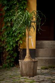 Ponytail palm typically shrugs off pests; Ponytail Palm Care How To Grow Beaucarnea Recurvata Epic Gardening