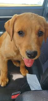 Rongo's looking bone-tired❣️.