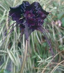 Black Bat Flower Menanam Bunga Eksotis Bunga Langka