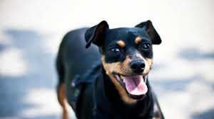 Minyatur Pinscher Kopek Cinsi Ve Ozellikleri Ajanimo