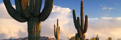 Monotypic species in desert landscape in australia. Where To See Saguaro Cactus In Phoenix Hiking Spots Hotels And Attractions
