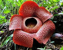 Strange But Amazing Plants Gardening Forums Unusual Flowers Stinky Flower Corpse Flower
