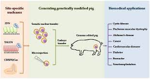 It does carry a g from other species, but also has been. Genes Free Full Text Application Of Genetically Engineered Pigs In Biomedical Research Html