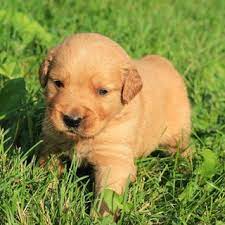 kopek sahiplenme terrier istanbul
