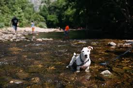 Maybe you would like to learn more about one of these? Pets Buffalo National River U S National Park Service