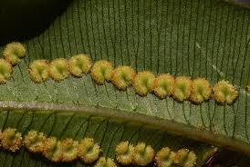 Image result for Oleandra distenta