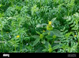 Image result for Leucas capensis