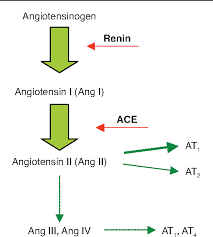 We're going to explain all that in detail. Figure 2 From Aliskiren Tekturna A Novel Antihypertensive Approach To Inhibition Of The Renin Angiotensin Aldosterone System Semantic Scholar