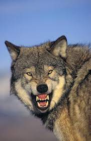 the beauty of wildlife wolf quotes lone wolf quotes wolf spirit animal