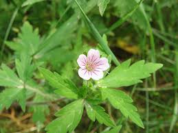 Image result for Geranium mlanjense