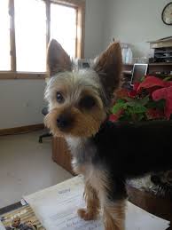 Image Result For Short Haircuts For Yorkie Dogs Yorkie Yorkie Puppy Yorkshire Terrier Puppies