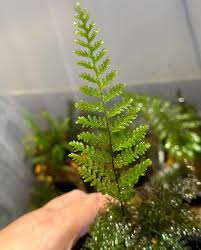 Image result for Abrodictyum