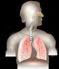 Lungs are sacks of tissue located just below the rib cage and above the diaphragm. Coronavirus Ribs And Breathing Witty Pask Buckingham