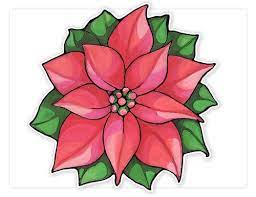 The complete poinsettia drawing tutorial in one image. Poinsettia Flower Flower Drawing Flower Drawing Images Plant Drawing