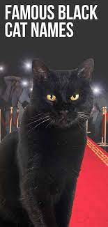 Felix is still one of the most popular names for black cats to this day. Famous Black Cat Names How Many Do You Recognize
