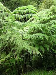 Image result for Hypolepis