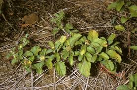 Image result for Acanthospermum australe